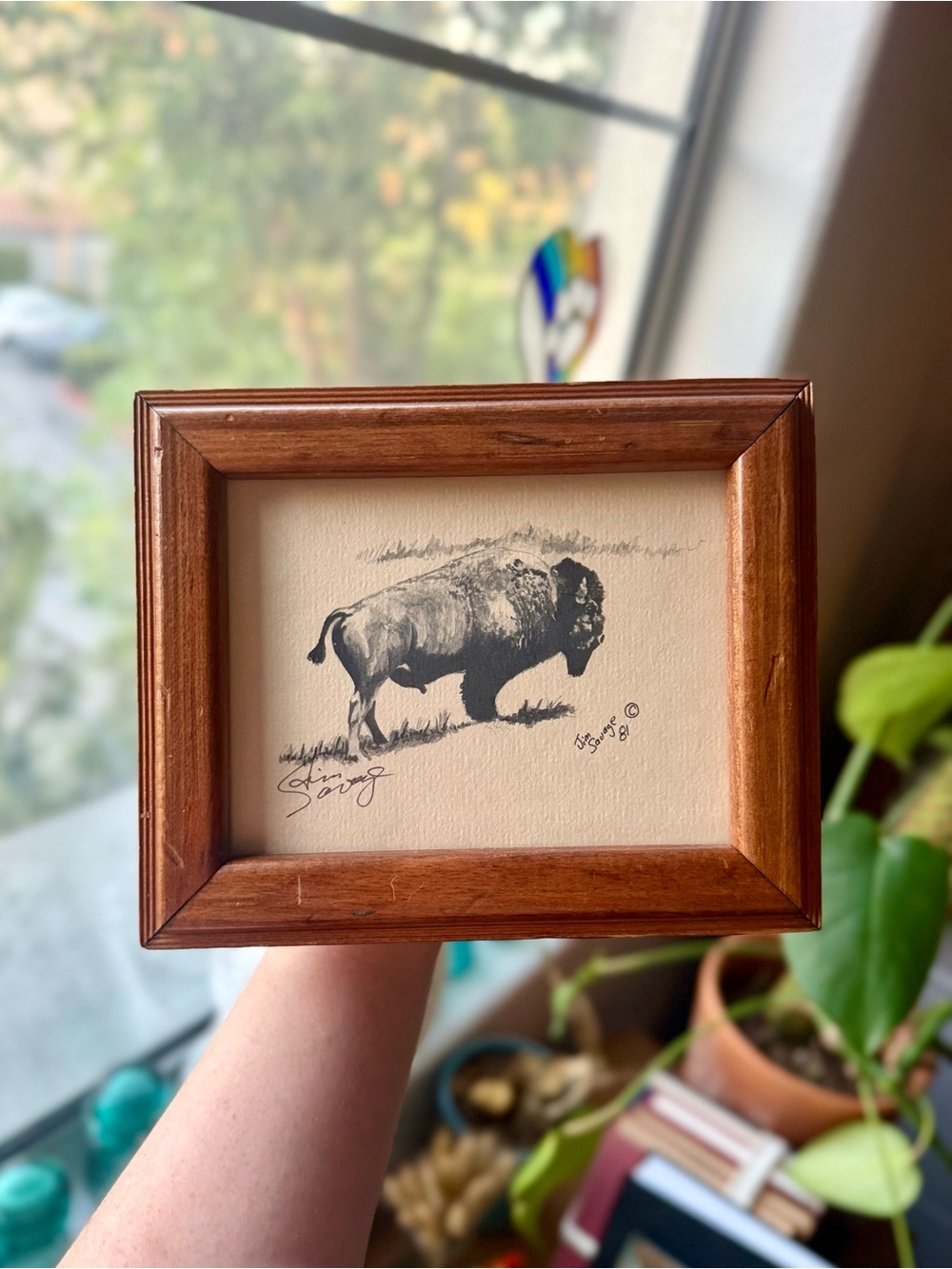 Resting Buffalo" by the regional Western artist Jim Savage, Sketch 1981